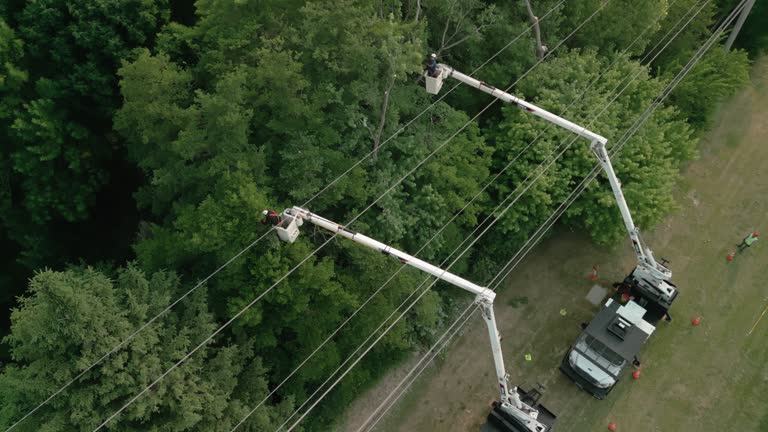 Professional Tree Services in Hidden Valley Lake, CA