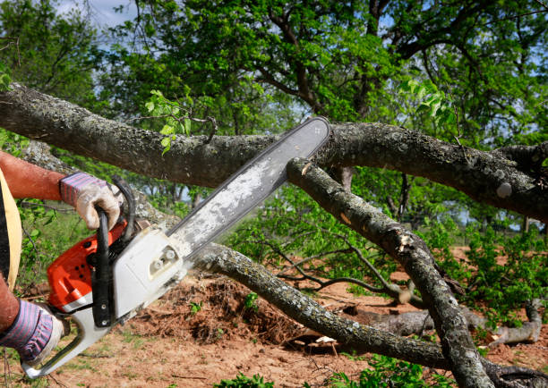 Leaf Removal in Hidden Valley Lake, CA